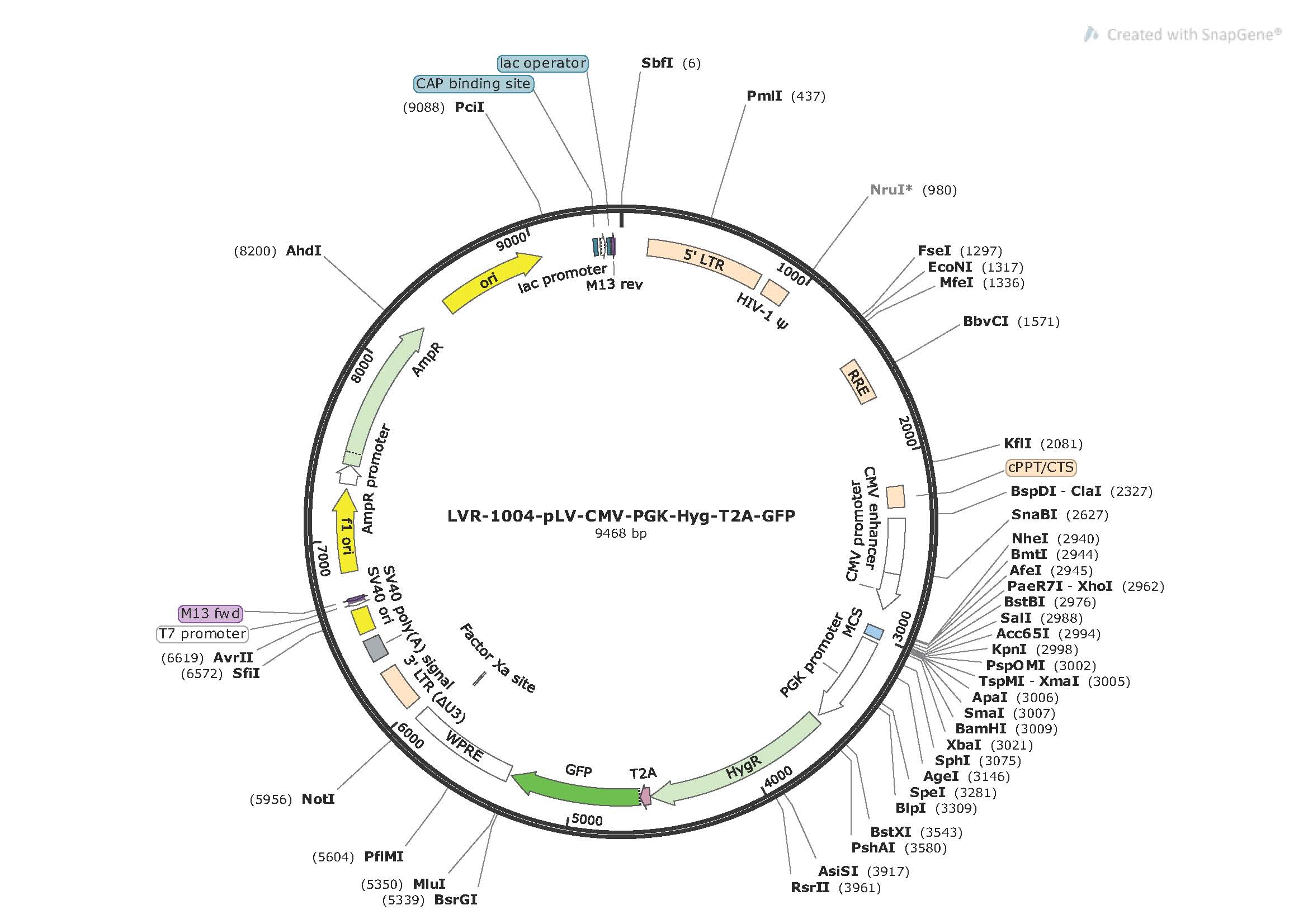 pLV-CMV-MCS-PGK-Hyg-T2A-GFP