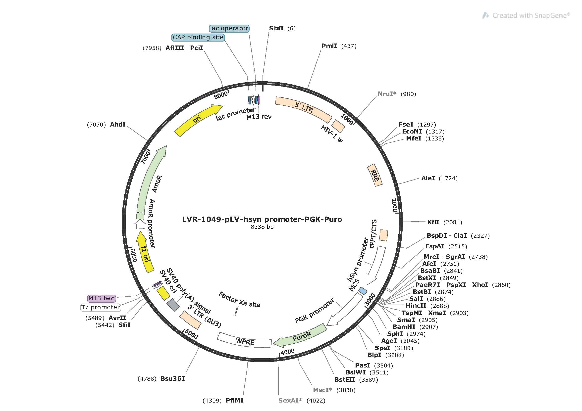 pLV-hsyn promoter-PGK-Puro