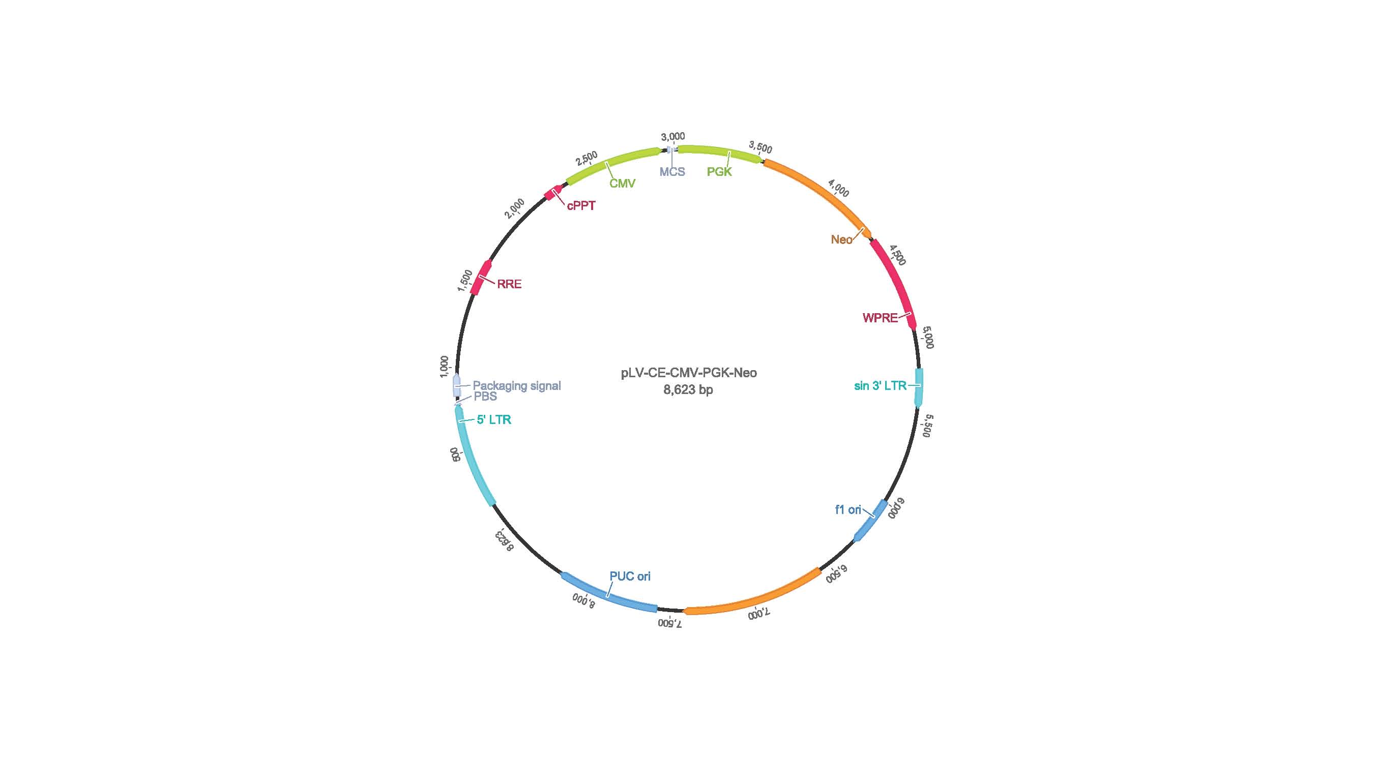 pLV-CMV-MCS-PGK-Neo